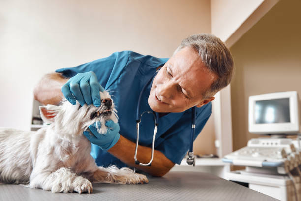 Best Emergency Treatment for Dental Infections or Abscesses in Troy, IL